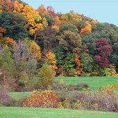 Bradford Woods