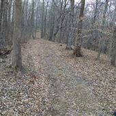 Metamora woods