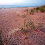 Indiana Dunes State Park