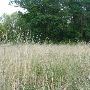 Property (Wagner)