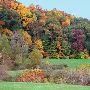 Bradford Woods