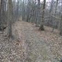 Metamora woods