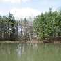 Frank Ratcliff Memorial Forest