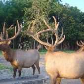 Carley Elk Farm