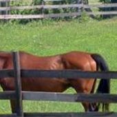 Ramey Riding Stables