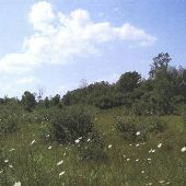 Property (Applegate)