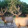 Carley Elk Farm