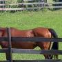 Ramey Riding Stables
