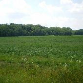 Property (Fisher - Forest)