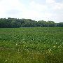 Property (Fisher - Forest)