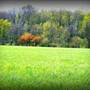 Hollywood Farm