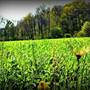 Hollywood Farm