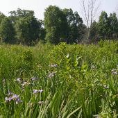 Spinn Prairie Nature Preserve