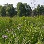 Spinn Prairie Nature Preserve
