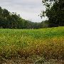 Property (Voelker)