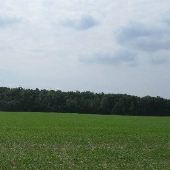 Bell Woods Nature Preserve