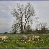 Wolf Park