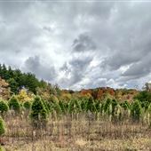 Sheets Tree Farm, LLC/ Under the Rainbow