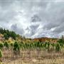 Sheets Tree Farm, LLC/ Under the Rainbow